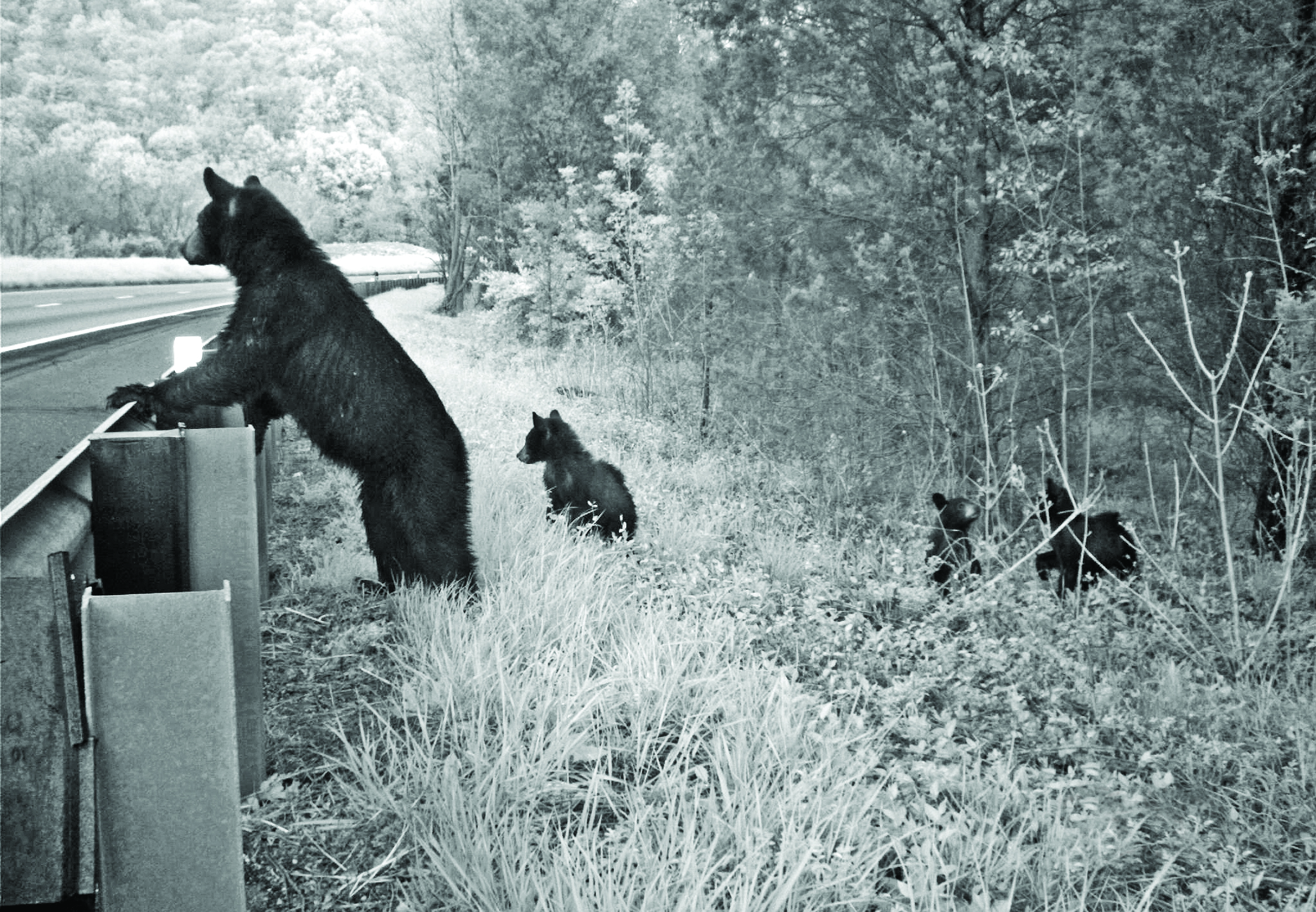 Southern Appalachians Defenders of Wildlife